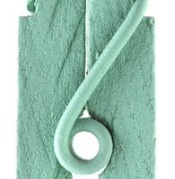 Pince à linge x12 menthe