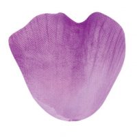Parme / Violet / Prune