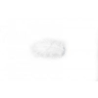 plume blanche